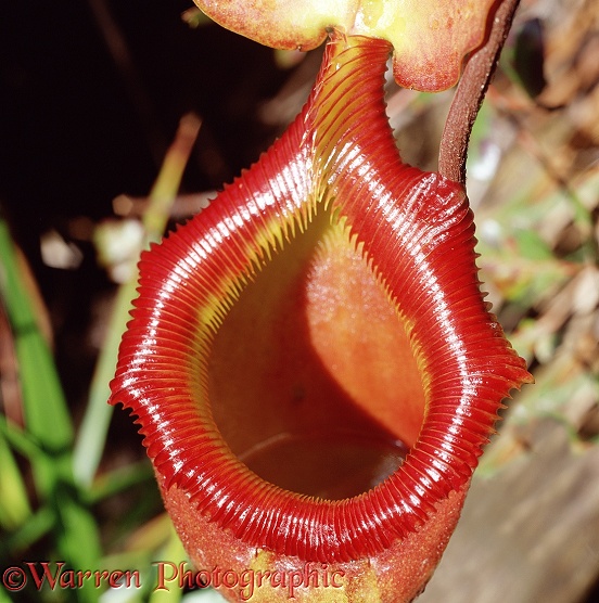 Pitcher Plant (Nepenthes villosa).  Borneo