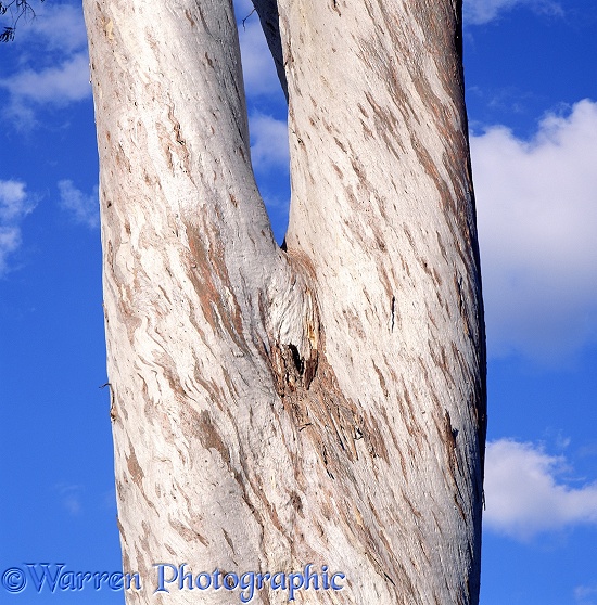 Gum tree trunk.  Queensland, Australia