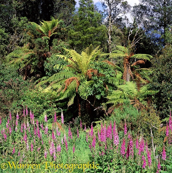 Foxgloves and tree ferns.  New Zealand