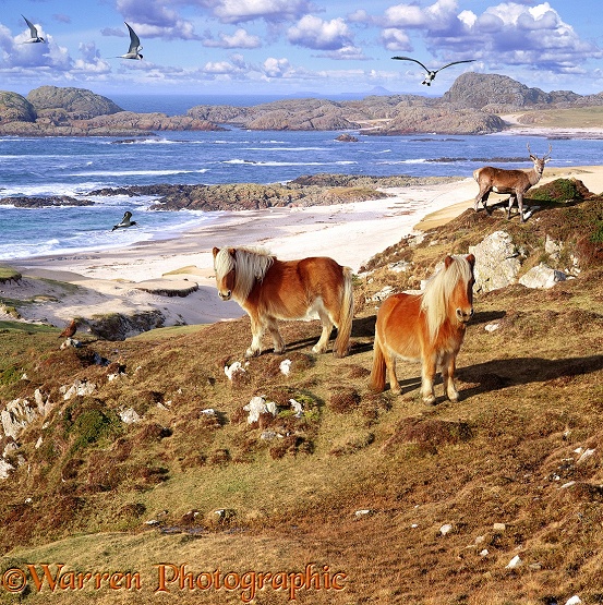 Shetland Ponies in beach scene.  Scotland