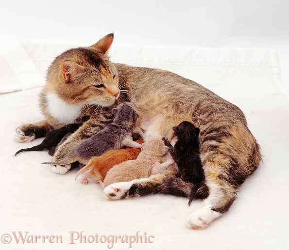 Mother cat Pansy suckling her 6 newborn kittens, now clean and dry, white background
