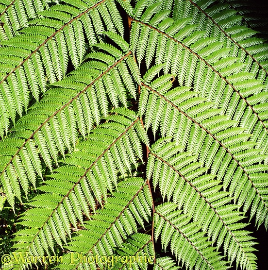 Tree fern frond.  New Zealand