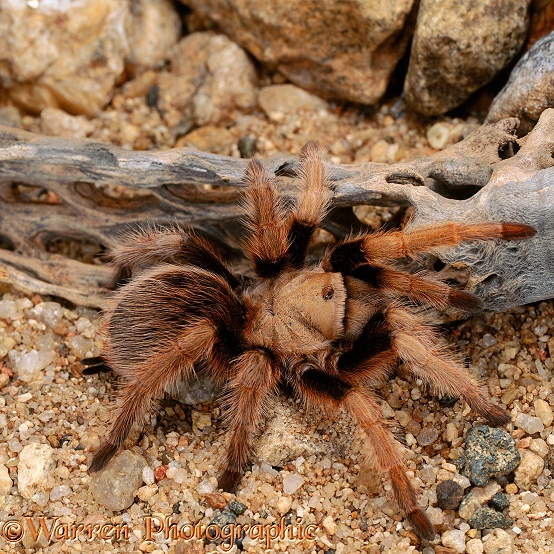 Mexican Blond Tarantula (Aphonopelma chalcodes).  Central America