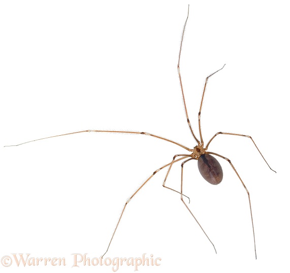 Daddy-long-legs Spider (Pholcus phalangioides), white background