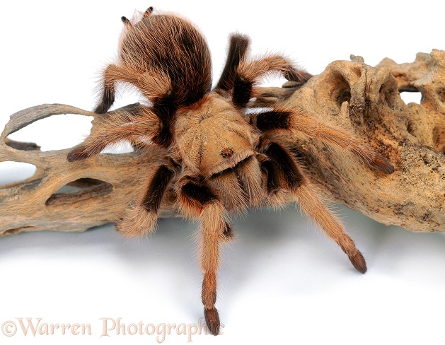 Mexican Blond Tarantula (Aphonopelma chalcodes).  Central America, white background