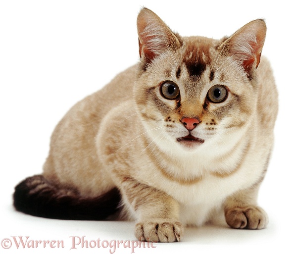 Young sepia-tabby-point Bengal-cross male cat wailing anxiously, white background