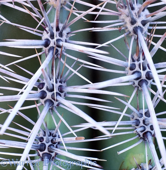 Spines of a Saguaro Cactus (Carnegiea gigantia).  Sonoran Desert, N. America