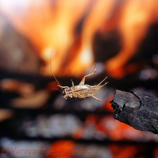 House Cricket (Acheta domestica) male jumping off a stick in front of a domestic fireplace