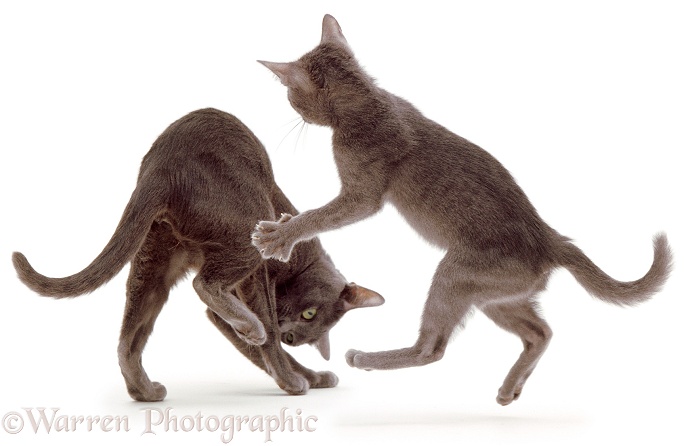Korat mother cat, Kami, playing with a kitten, white background