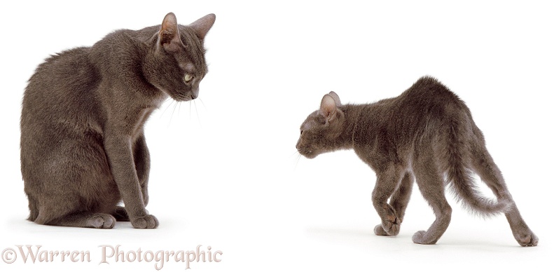 Korat kitten threatening to pounce his mother, Kami, white background