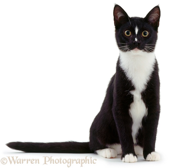 Black-and-white Burmese-cross cat, 6 months old, sitting, white background