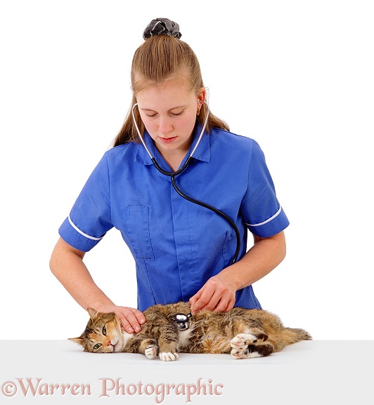 Vet using a stethoscope to listen the chest and heart of an injured cat, white background