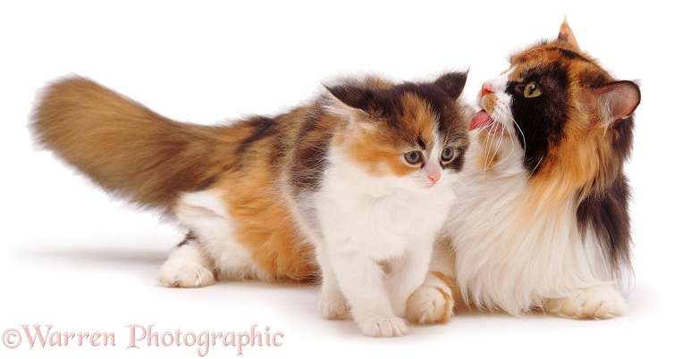 Mother tortoiseshell cat licking a kitten, white background