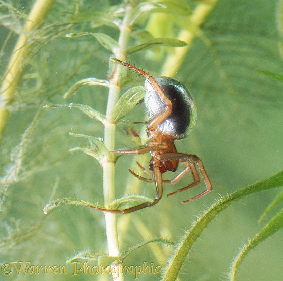 Water Spider (Argyroneta aquatica) female.  Europe