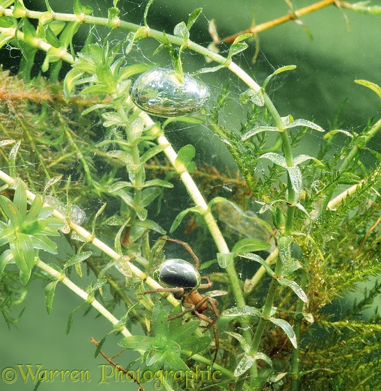 Water Spider (Argyroneta aquatica) male below his underwater bell.  Europe