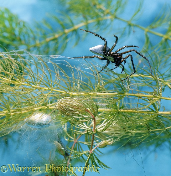 Water Spider (Argyroneta aquatica) male above his underwater bell.  Europe