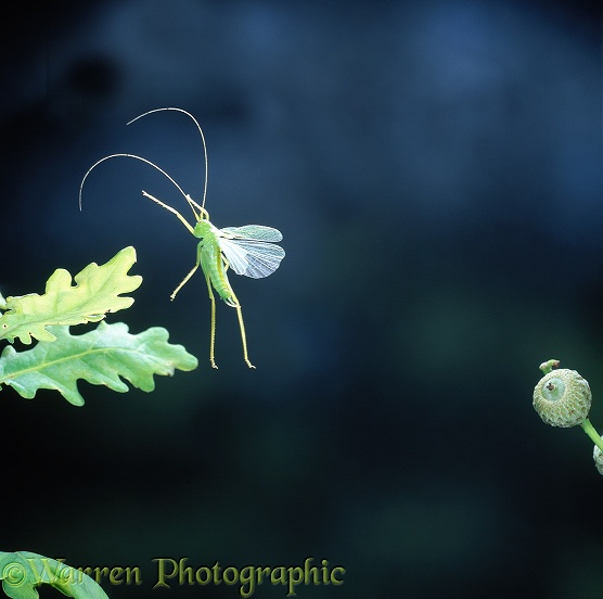 Oak Bush Cricket (Meconema thalassinum) leaping onto oak leaves
