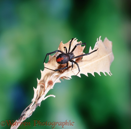 Red-back Spider (Latrodectus hasselti).  Australia
