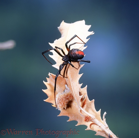 Red-back Spider (Latrodectus hasselti).  Australia