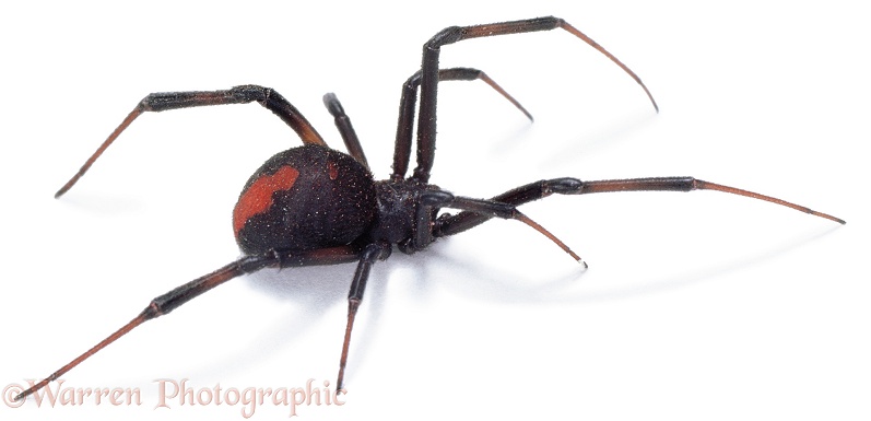 Red-back Spider (Latrodectus hasselti).  Australia, white background