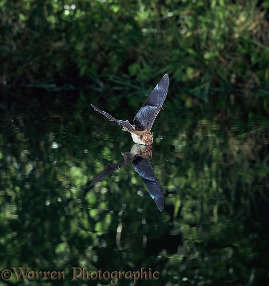 Natterer's Bat (Myotis nattereri) flying over and drinking from a woodland pool