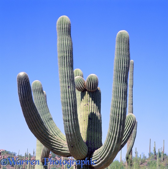 Saguaro Cactus (Carnegiea gigantia).  Sonoran Desert, N. America