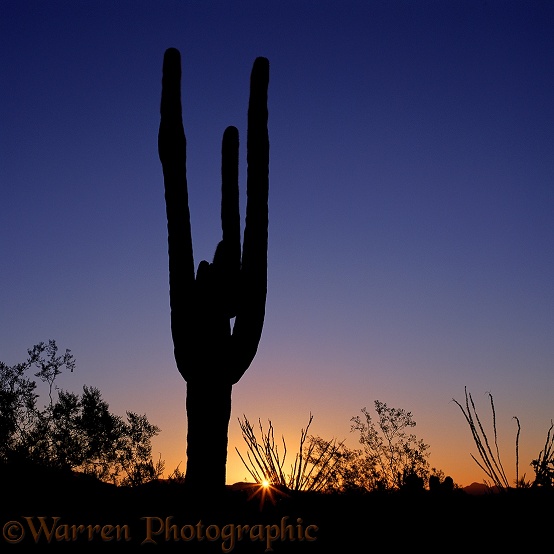 Saguaro (Carnegiea gigantia) at sunrise.  Sonoran Desert, N. America