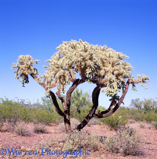 Chain-Fruit Cholla (Opuntia fulgida).  Sonoran Desert, N. America