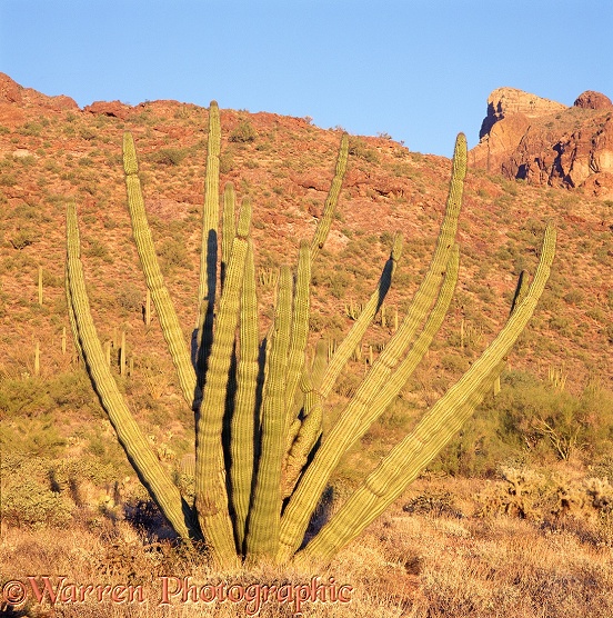 Organ Pipe Cactus (Stenocereus thurberi)