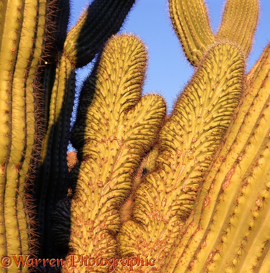 Deformed Organ Pipe Cactus (Stenocereus thurberi).  Sonoran Desert, N. America
