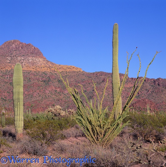 Ocotillo (Fouquieria splendens) and Saguaro (Carnegiea gigantia) cacti.  Arizona, USA