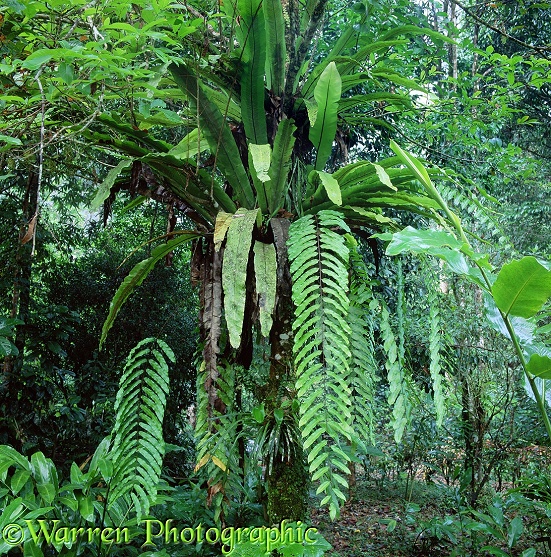 Tropical rainforest fern.  Borneo