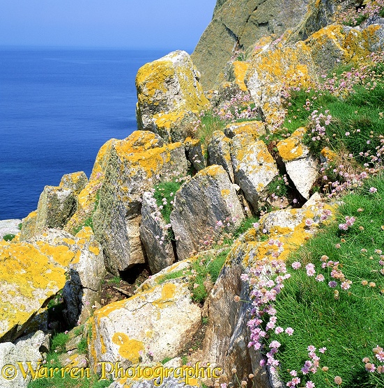 Thrift and lichen covered rocks.  Lundy Island, England