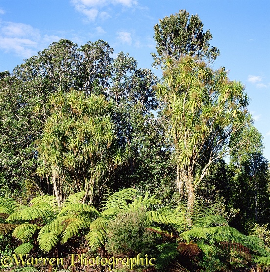 Native plants of New Zealand: Cabbage Trees (Cordyline indivisa), Pohutukawas (Metrosideros excelsa) and tree ferns