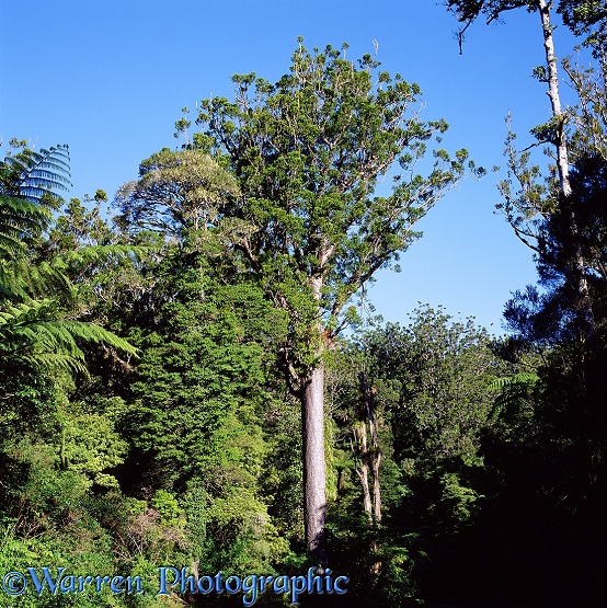 Kauri (Agathis australis).  New Zealand