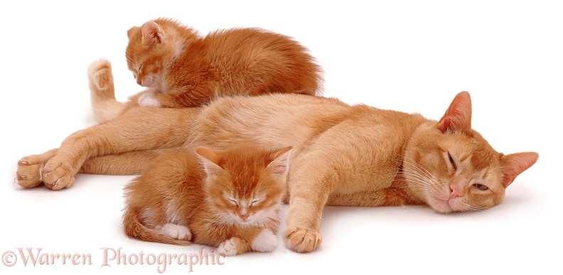 Ginger cat with sleepy kittens, white background