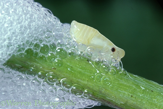 Froghopper or Spittle Bug (Philaenus spumarius) nymph emerging from 'cuckoo spit' on buttercup stem