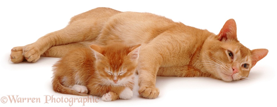 Ginger cat with sleepy kitten, white background