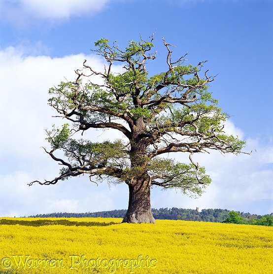 English Oak (Quercus robur) in a field of rape in Spring 2002.  Surrey, England