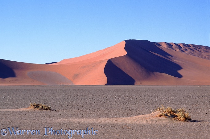 Namib sand dune.  Namibia, Africa