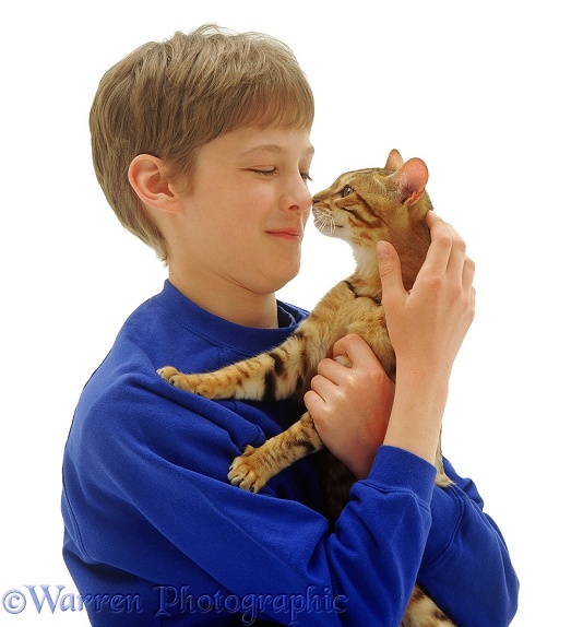 Joseph (12) interacting and touching noses with Brown Spotted Bengal cat, white background