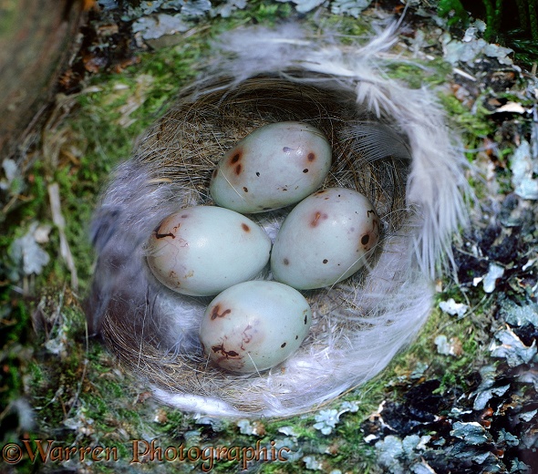 Chaffinch (Fringilla coelebs) nest with eggs.  Europe