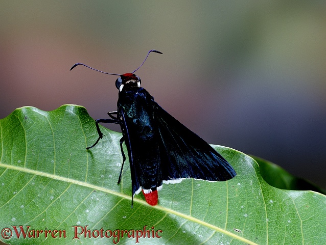 Skipper Butterfly (unidentified).  Trinidad