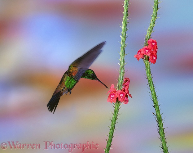 Copper-rumped Hummingbird (Amazilia tobaci).  Trinidad