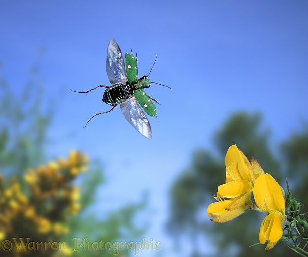 Green Tiger Beetle (Cicindela campestris) in flight