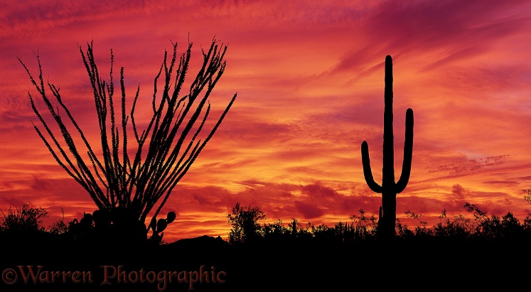 Ocotillo (Fouquieria splendens) and Saguaro (Carnegiea gigantia) at sunset.  Sonoran Desert, N. America