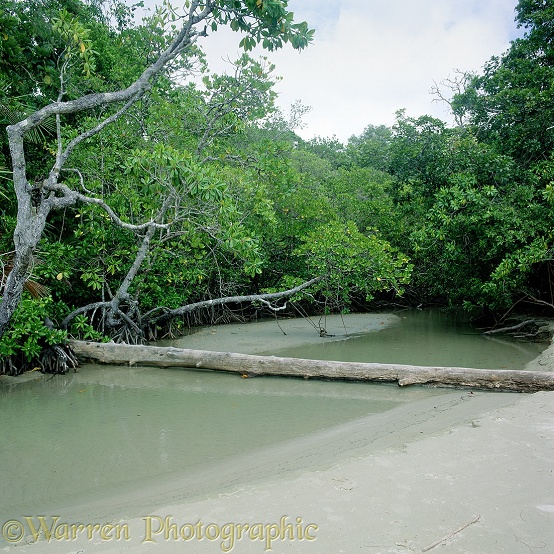 Mangrove swamp.  Queensland, Australia