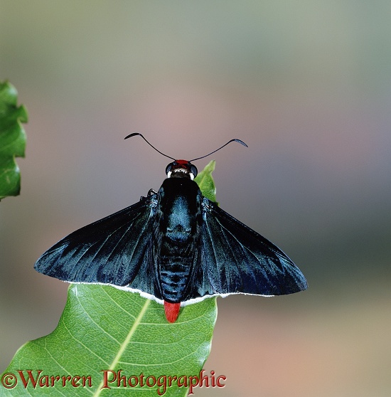 Skipper Butterfly (unidentified).  Trinidad