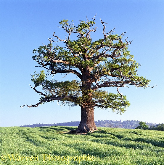English Oak (Quercus robur) in Spring 2002.  Surrey, England