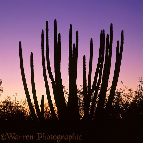 Organ Pipe Cactus (Stenocereus thurberi) at sunrise